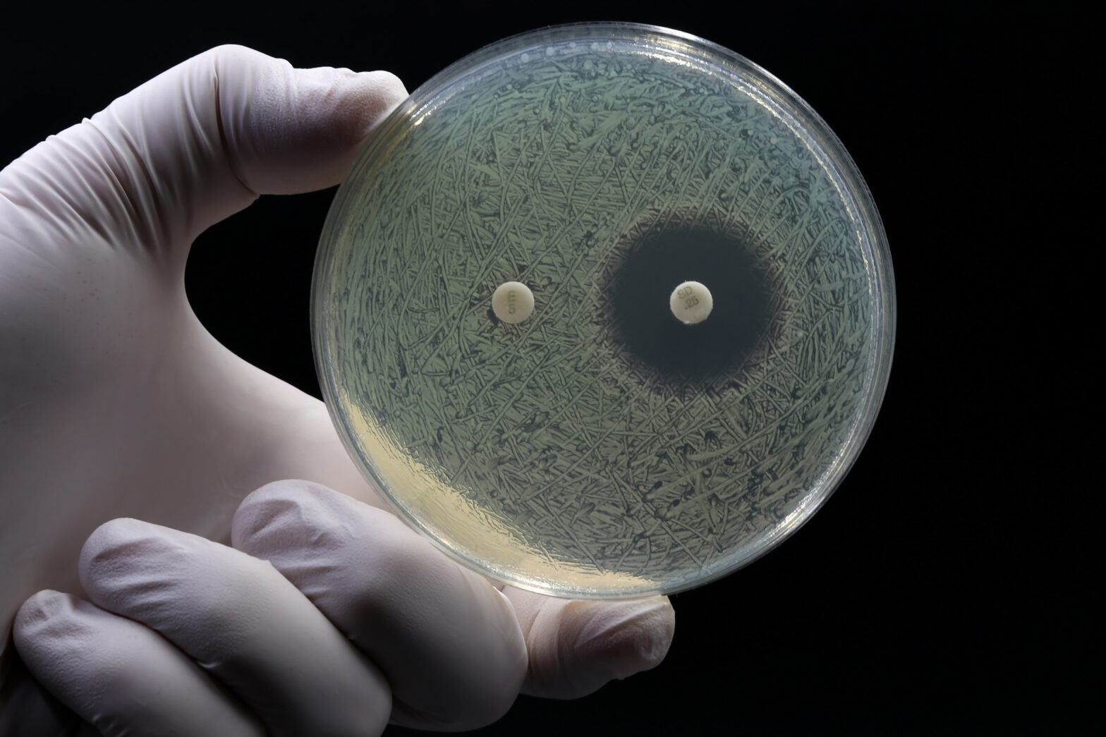 Clovibactin And The Future of Antibiotics