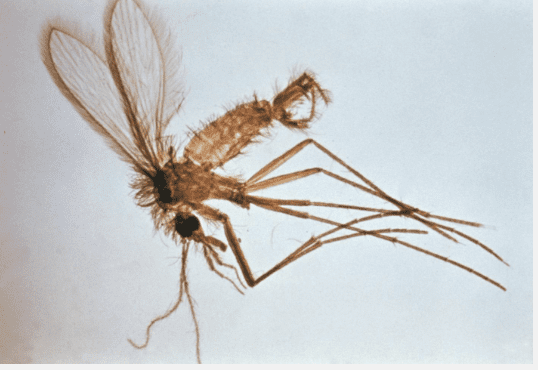 Leishmaniasis in the United States